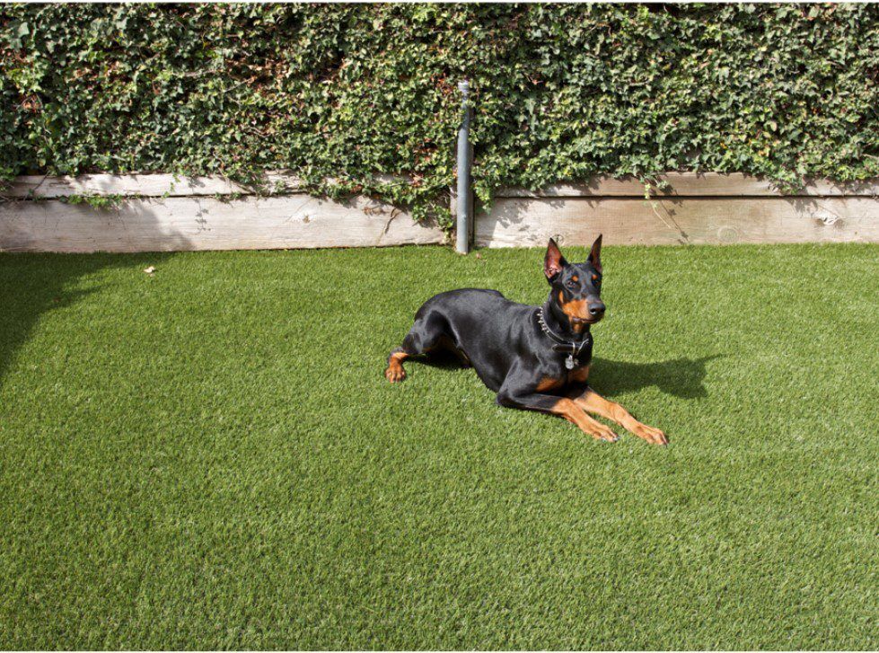 Pet Artificial Grass for any Yards, kennels, dog parks, & more, San Diego